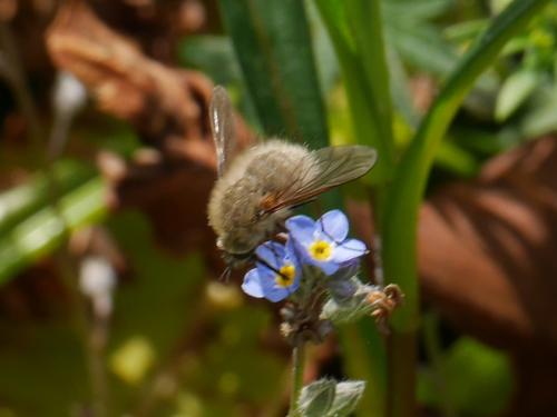 Réf. 302 721 : Systoechus sp.